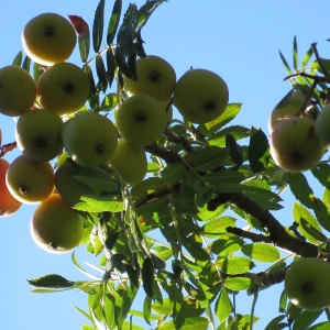 Photographie n°670714 du taxon Sorbus domestica L. [1753]