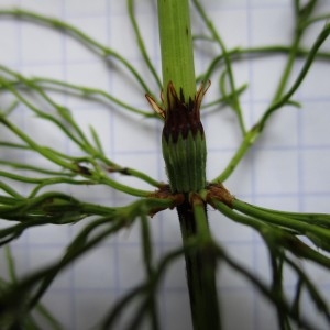 Photographie n°670718 du taxon Equisetum sylvaticum L.