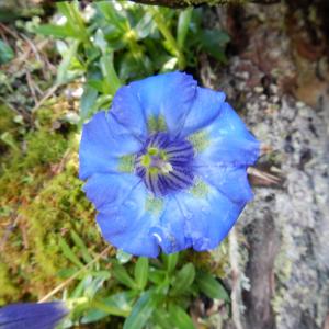 Photographie n°670781 du taxon Gentiana angustifolia Vill. [1787]