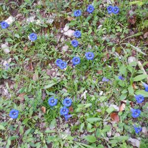 Photographie n°670783 du taxon Gentiana angustifolia Vill. [1787]