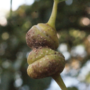 Photographie n°670815 du taxon Populus nigra L. [1753]