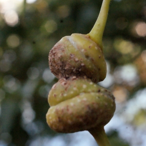 Photographie n°670816 du taxon Populus nigra L. [1753]