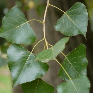Photographie n°670825 du taxon Populus nigra L. [1753]