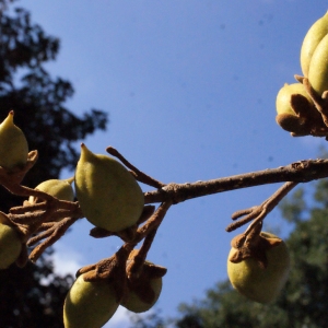 Photographie n°670845 du taxon Paulownia tomentosa (Thunb.) Steud. [1841]