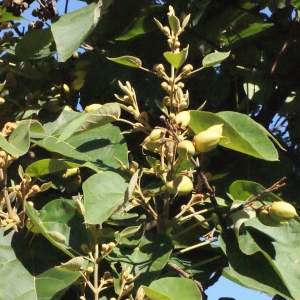 Photographie n°670849 du taxon Paulownia tomentosa (Thunb.) Steud. [1841]