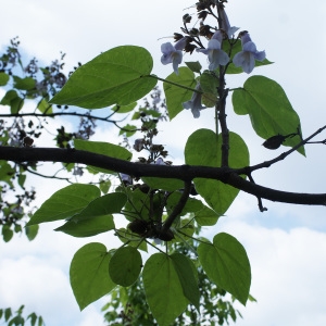 Photographie n°670859 du taxon Paulownia tomentosa (Thunb.) Steud. [1841]