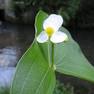 Photographie n°670880 du taxon Sagittaria latifolia Willd.