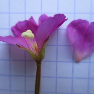 Photographie n°670893 du taxon Epilobium hirsutum L.