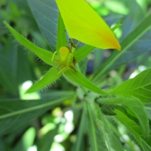 Photographie n°670899 du taxon Ludwigia grandiflora subsp. hexapetala (Hook. & Arn.) G.L.Nesom & Kartesz