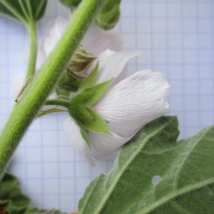 Photographie n°670919 du taxon Althaea officinalis L.