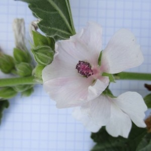 Photographie n°670921 du taxon Althaea officinalis L.