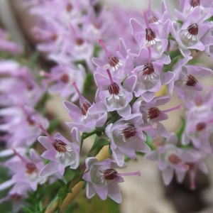 Photographie n°670927 du taxon Calluna vulgaris (L.) Hull [1808]