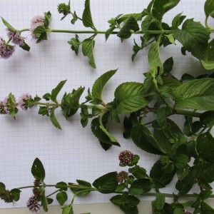 Photographie n°670938 du taxon Mentha aquatica L.