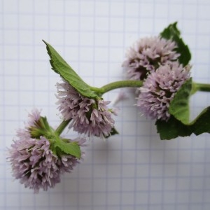 Photographie n°670939 du taxon Mentha aquatica L.