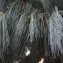  Liliane Roubaudi - Pinus strobus L. [1753]