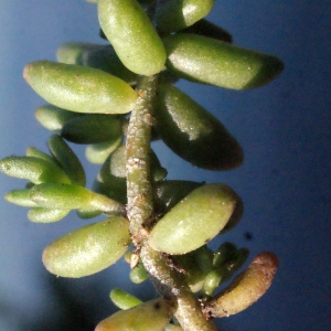 Photographie n°671019 du taxon Sedum album L.