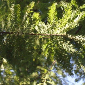 Photographie n°671023 du taxon Taxodium distichum (L.) Rich. [1810]