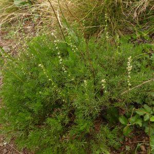 Photographie n°671061 du taxon Artemisia campestris L. [1753]