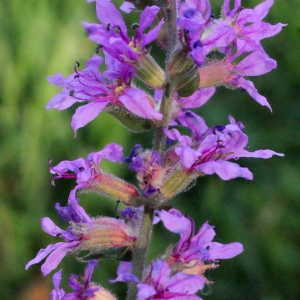 Photographie n°671220 du taxon Lythrum salicaria L.