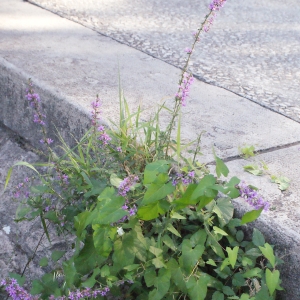 Photographie n°671224 du taxon Lythrum salicaria L.