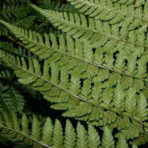 Photographie n°671292 du taxon Dryopteris dilatata (Hoffm.) A.Gray [1848]