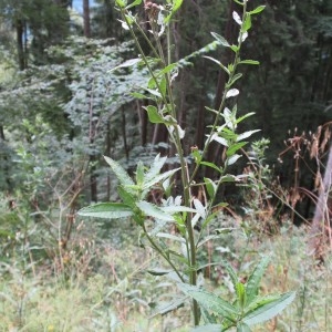 Photographie n°671514 du taxon Cirsium arvense (L.) Scop. [1772]
