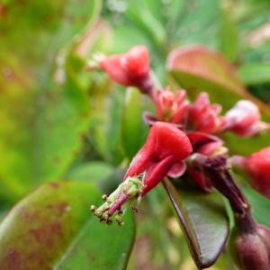 Photographie n°671552 du taxon Euphorbia tithymaloides L.