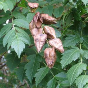 Photographie n°671560 du taxon Koelreuteria paniculata Laxm. [1772]