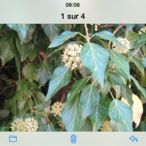 Photographie n°671599 du taxon Hedera L. [1753]