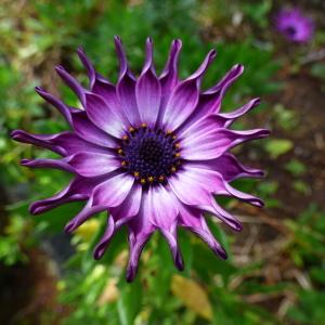 Osteospermum fruticosum (L.) Norl. (Ostéosperme)