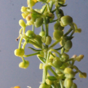 Photographie n°671663 du taxon Galium verum L. [1753]