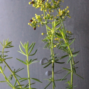 Photographie n°671665 du taxon Galium verum L. [1753]