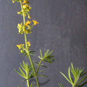 Photographie n°671666 du taxon Galium verum L. [1753]