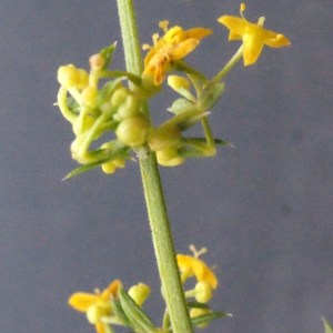 Photographie n°671667 du taxon Galium verum L. [1753]