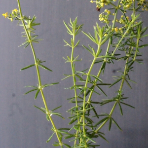 Photographie n°671668 du taxon Galium verum L. [1753]