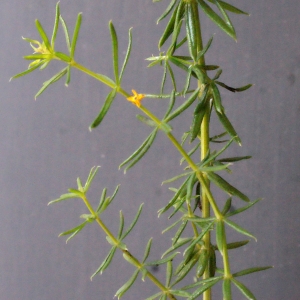 Photographie n°671674 du taxon Galium verum L. [1753]