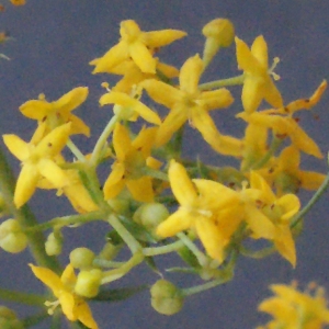 Photographie n°671680 du taxon Galium verum L. [1753]