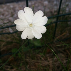  - Silene latifolia (Mill.) Britten & Rendle [1907]