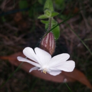  - Silene latifolia (Mill.) Britten & Rendle [1907]