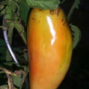 Photographie n°671709 du taxon Solanum lycopersicum L. [1753]