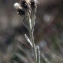  Liliane Roubaudi - Antennaria carpatica (Wahlenb.) Bluff & Fingerh. [1825]