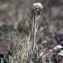  Liliane Roubaudi - Antennaria carpatica (Wahlenb.) Bluff & Fingerh. [1825]