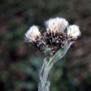  - Antennaria carpatica (Wahlenb.) Bluff & Fingerh. [1825]