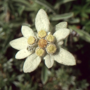 Photographie n°671727 du taxon Leontopodium alpinum Cass. [1822]