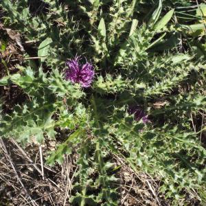 Photographie n°671762 du taxon Cirsium acaulon (L.) Scop. [1769]