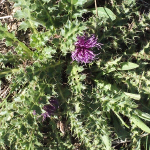 Photographie n°671763 du taxon Cirsium acaulon (L.) Scop. [1769]