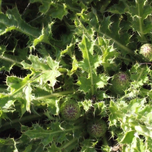 Photographie n°671767 du taxon Cirsium acaulon (L.) Scop. [1769]