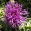  Liliane Roubaudi - Cirsium acaulon (L.) Scop. [1769]