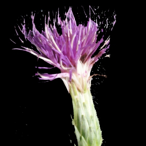 Photographie n°671770 du taxon Cirsium acaulon (L.) Scop. [1769]