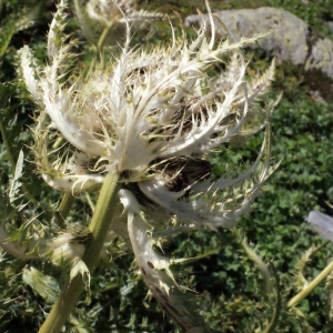 Cirsium spinosissimum (L.) Scop. (Cirse épineux)